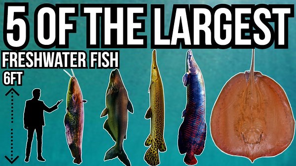 5 Of The Largest Freshwater Fish In The World - River Monsters Revealed