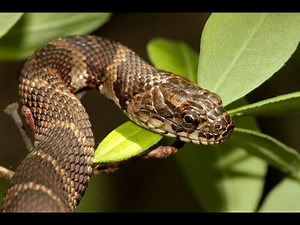 Mary Is Standing on a Snake: Catholic Mass Explained (Part 22):