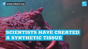 144K views · 90 shares | It may look fishy now, but is octopus-inspired-robotic-skin the future? 撚 | FRANCE 24 English | Facebook