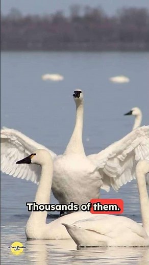400 Years of Swan Migration Nobody Talks About