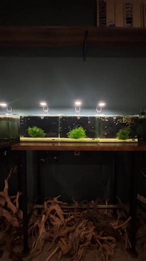 Transform Your Shrimp Tank with Matten Filters