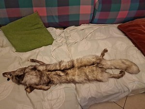 Fox Crewneck Scarf - Etsy