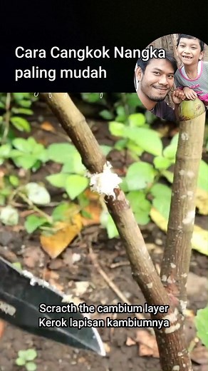 15K views · 237 reactions | Cara cangkok pohon nangka paling mudah | Grafting Examples | Facebook
