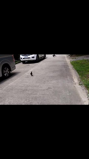 Bantam chicken #reels #smallestchicken | by chadou