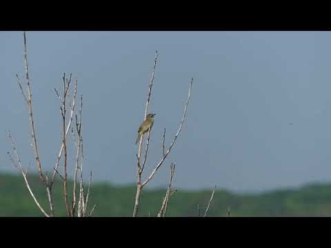 20/Jun/2025 Black-browed Reed-warbler