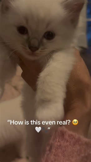This 5-Week-Old Kitten Is Too Cute To Handle 😍🐾