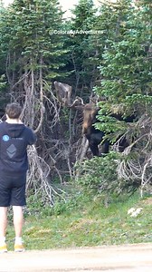 379K views · 7.4K reactions | The bull moose Frank the Tank trying to hide from everyone in the trees. Remember to give moose lots of space. #foryou #wildlifevideos #fyp #reels #coloradoadventures #Coloradowildlife #Colorado #rockymountainnationalpark #rmnp #moose #bullmoose | Colorado Adventures | Facebook