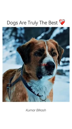 Dogs Are Truly The Best! 🥺❤️ | Emotional Rescue Scene #shorts ​#DogsAreTheBest #CallOfTheWild