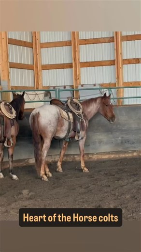 Just a little collage of Lil Red and the buckskin since they have been with us. Pair of really nice colts. Stay tuned. #heartofthehorse #coltstarting #brucechristiehorses #horses | Bruce Christie Horses