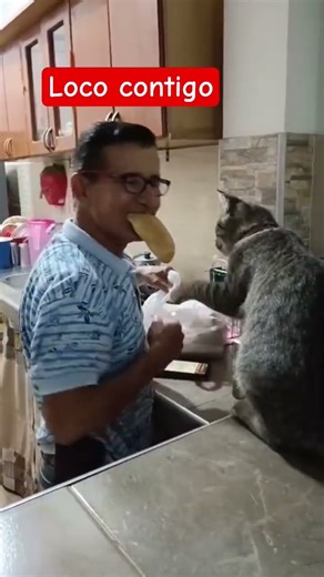 loco contigo #remix #music #gatos #subscribe #short.