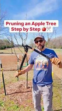 Pruning an Apple Tree, step by step #pruning #fruittrees #gardening #growyourownfood
