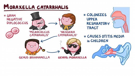 Video: Moraxella catarrhalis - Video Explanation! | Osmosis | Osmosis