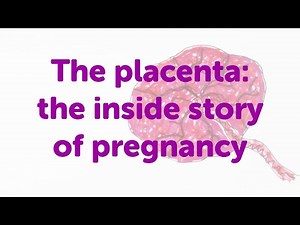 Minute Lecture - The placenta: the inside story of pregnancy