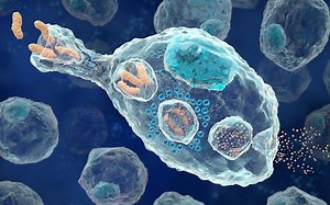 人体中自己吃自己的现象，你知道吗？