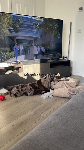 Life with a Boy Cockapoo: Overcoming Soft Bed Challenges