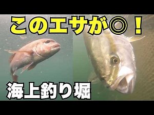夏の海上釣り堀！食い渋りを破るエサ選び！【フィッシングマスター】