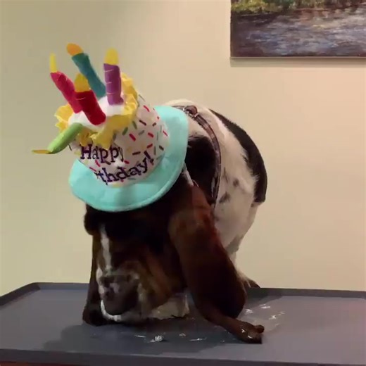 2.7K views · 137 reactions | My boy Fred being nosey | Basset Hound Clubs | Facebook