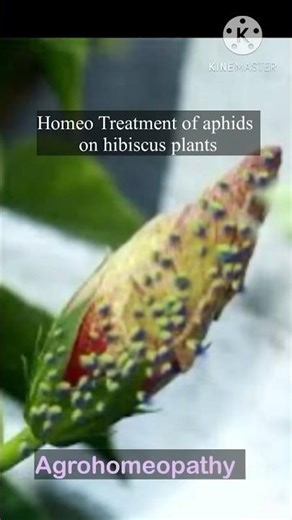 how to get rid of aphids in hibiscus plant#homeogardening #agrohomeopathy