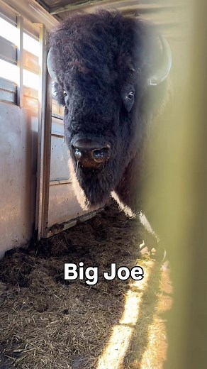 Explore the Bison Ranch's Breeding Season