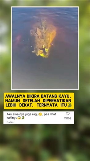 Dikira Batang Kayu Hanyut, ternyata caiman🐊