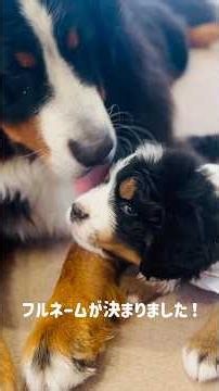 ついに決定‼️バーニーズの子犬のフルネームを発表します🐾