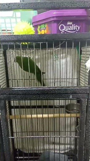 my parrot is beat boxing