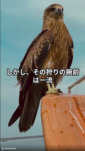 【実は知らない】『動物雑学』「イヌワシ」