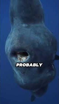 Animal Review #3: Why the Ocean Sunfish Exists