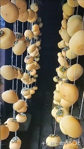 干し柿つくりし柿作りとは、渋柿の皮をむき、風通しの良い場所で吊るして天日乾燥させることで、渋みを抜き、水分を減らして柿の甘味と旨味を凝縮させた日本の伝統的なドライフルーツを作る作業