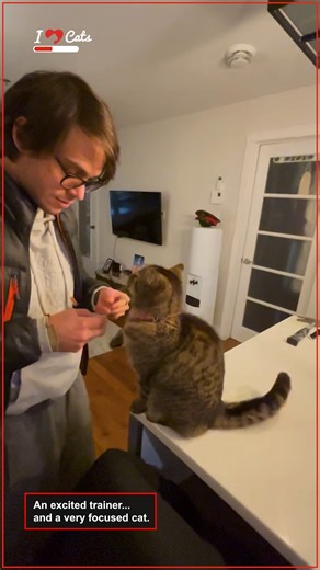 20K views · 474 reactions | Cat Performs Tricks with Enthusiastic Trainer! | iHeartCats.com | Facebook
