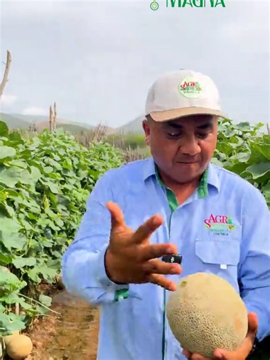 Melón Ovation: La fórmula ganadora en campo ​Resultados que hablan por sí solos. El éxito del Melón Ovation de Distribuidora Magna es el resultado de una sinergia técnica impecable: genética de alto rendimiento, el plan de fertilización de Prodecor y el manejo preciso del Ing. Rubén Torrealba, gerente de Agroservicios Bobare. Con más de 12 grados Brix y un vigor excepcional, este protocolo demuestra que la técnica y la tecnología son la base de una cosecha de exportación. ​#MelonOvation #Distrib