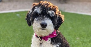 F1 vs F1B vs F2 Bernedoodle: What’s the Difference?