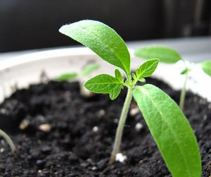 Plant Nutrition and Growth - Bioactive Soils