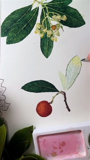 Nele | Botanical illustrations | Arbutus unedo in progress - This is a lovely, very mediterranean tree that has these cute, eatable fruits and it flowers in winter. The... | Instagram