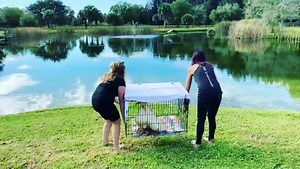 Just a little happiness to get you over ‘humpday’ ❤️🦆 It's a beautiful day when you get to witness some of our most recent rescue ducks getting a second lease on life at ARM Sanctuary. #happyhumpday🐫 #humpday #happylives #rescueanimals #ducks #animalrescue #lifeisgood #animalrecoverymissionsanctuary | Animal Recovery Mission