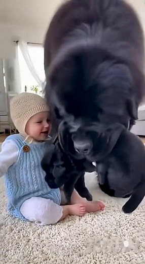 A Newfoundland mother give her kid as a "mini-present" and the baby's emotion is so heartwarming! 💨🐾 #greatpyrenees #funnyreels #doglover #dog #puppy #cutebaby #newfoundland | CoSa N