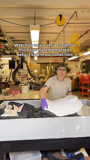 Ever wondered how large fossils are kept safe in collections long-term? 🦴 The answer is archival cradles like this one! These may look a lot like the plaster jackets used to collect fossils in the field, but unlike field jackets, cradles are made of materials which last hundreds of years. ⏰ A prepared fossil is seated on a soft bed of white felt or ethafoam and is set within a very hard fiberglass and FGR-95 gypsum cement shell. Watch as long-time volunteer @erika_morgengrau works on a cradle t