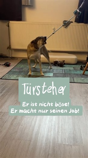 Unter Wölfen🐺 on Instagram: "Türsteher. Er ist nicht böse. Er will nur seinen Job machen. 👆 Der Hund im Video ist ein Mischling aber mit Hütehund insich. Aber Reaktivität betrifft nicht nur Hütehunde. Auch andere Hunde beginnen zu kontrollieren – Besuch, andere Hunde, Menschen oder Futter. Denn Hütehund-DNA bedeutet oft: hohe Sensibilität, wenig Ruhe und ein starker Kontrolltrieb. Wenn du die Verantwortung für deinen Hund, seine Reaktivität und seine Aufgaben nicht übernimmst, dann tut er es. 