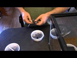 Unboxing Cobalt Blue Tarantula from Backwater Reptiles