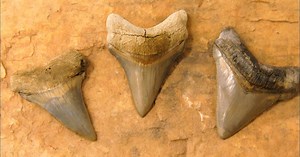 Exploring North Carolina:Fossil Fields Season 1 Episode 6