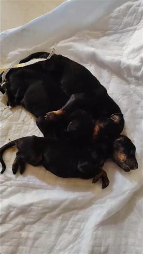 #dobber man# puppies# milk infection #trending search #you tube short