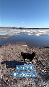 Ely Area Ice Conditions Update | Shagawa and Burntside Lake | Tuesday May 2nd, 2023 | #shorts