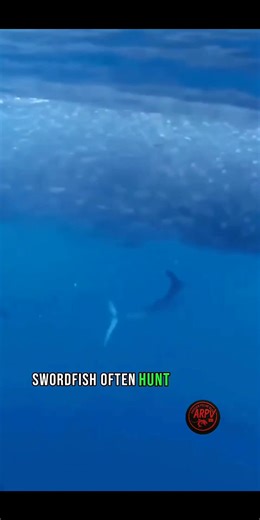 11K views · 36 reactions | The swordfish (Xiphias gladius) is known for its remarkable intelligence and power. It doesn’t strike its prey directly — instead, it uses its sharp sword to stab the bait first, then devours it with impressive precision. ️ #fblifestyle | Anouar peche vlog | Facebook