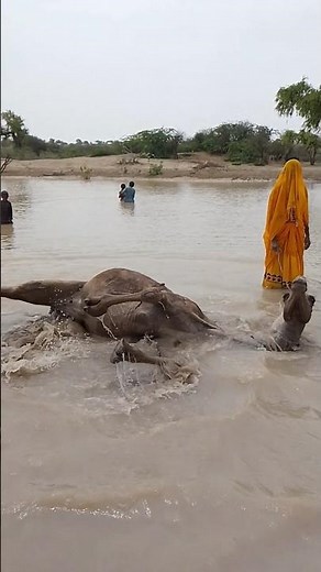 A camel lies in the water to escape the intense desert heat, in a striking and fascinating natura...