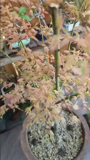 Acer palmatum for bonsai!!!!!! #bonsai