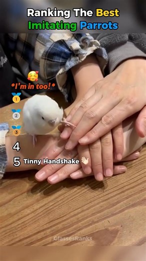 Ranking The Best Imitating Parrots #ranking #parrot #shorts