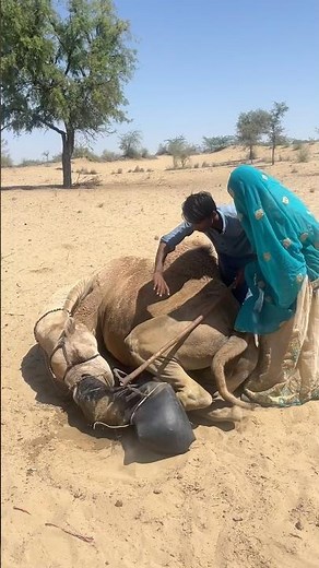 A group comes together to save a camel that ate its own foot.#camelbright #trending