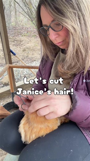 Silkies: High-Maintenance Chickens