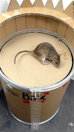 Mousetrap68//Falling Into The Trap Is Very Simple And Neat! Funy #rat #mousetrap #3danimation