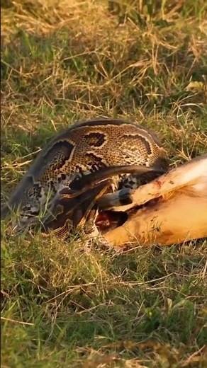 Giant Python Devours Full Grown Impala | Rare Maasai Mara Encounter #wildlifeshorts #safari #snake